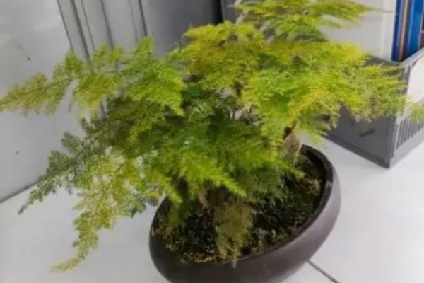 文竹叶子变白的原因，可能是光照过强、缺乏养分等因素引起