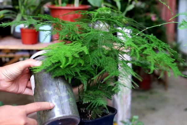 文竹叶子变白的原因，可能是光照过强、缺乏养分等因素引起