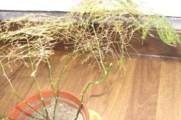 文竹叶子变白的原因，可能是光照过强、缺乏养分等因素引起