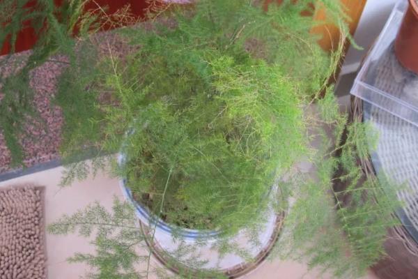 文竹叶子变白的原因，可能是光照过强、缺乏养分等因素引起