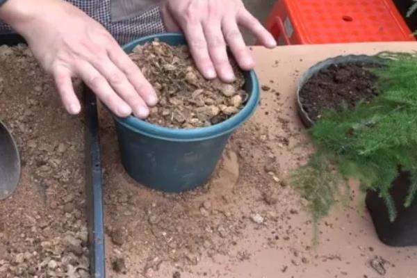 文竹叶子变白的原因，可能是光照过强、缺乏养分等因素引起