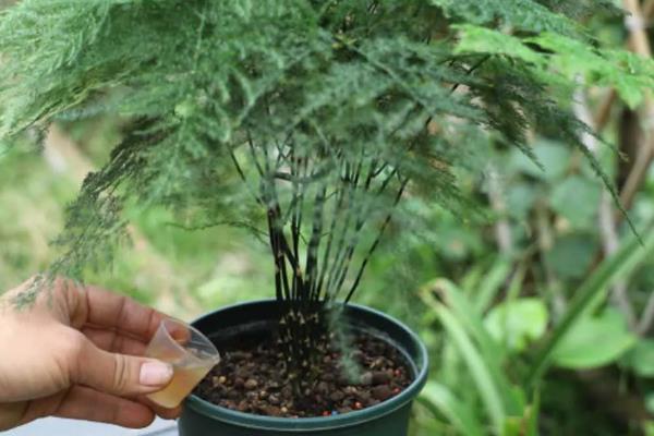 文竹叶子变白的原因，可能是光照过强、缺乏养分等因素引起