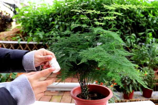 文竹叶子变白的原因，可能是光照过强、缺乏养分等因素引起