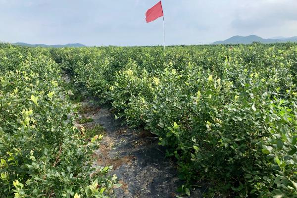 北方蓝莓越冬方法，覆盖稻草或薄膜能起到保暖效果