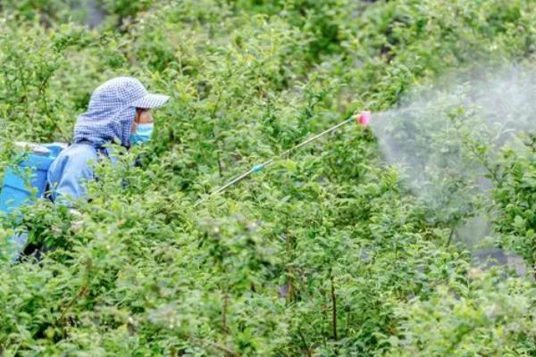 北方蓝莓越冬方法，覆盖稻草或薄膜能起到保暖效果