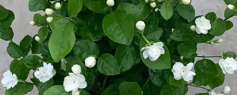 茉莉开着花苞就掉了的原因，可能是浇水不当所致