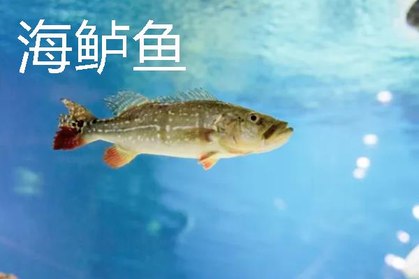 海鲈鱼和河鲈鱼的区别是什么，生存环境和外形均不同