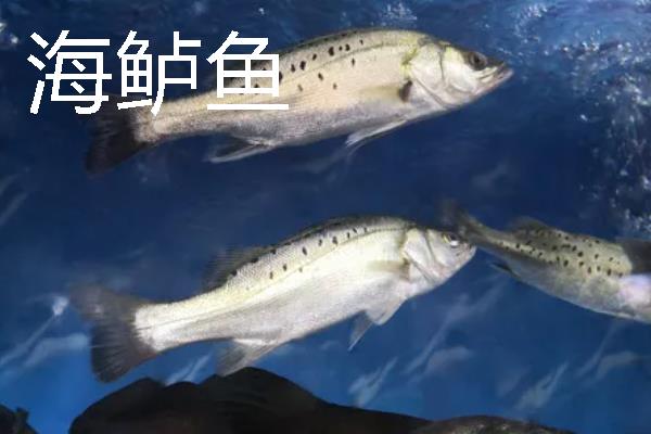 海鲈鱼和河鲈鱼的区别是什么，生存环境和外形均不同