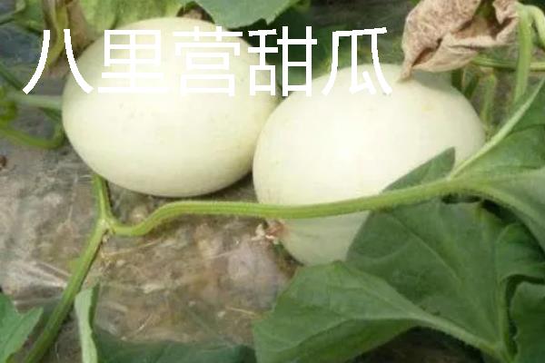 河南安阳滑县的特产，有八里营甜瓜、卫香附等