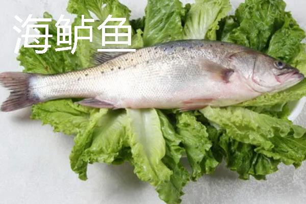 海鲈鱼和河鲈鱼的区别是什么，生存环境和外形均不同