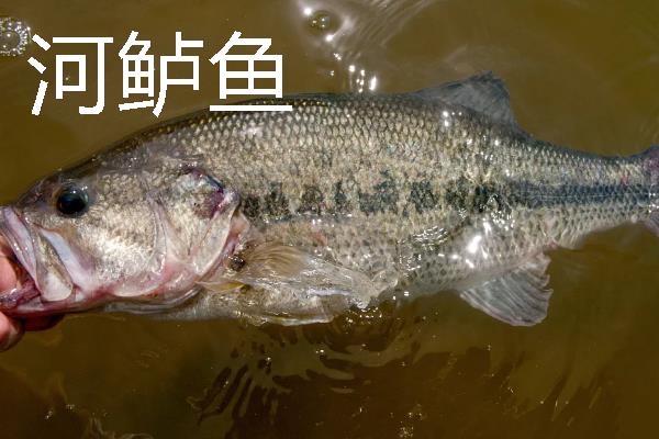 海鲈鱼和河鲈鱼的区别是什么，生存环境和外形均不同