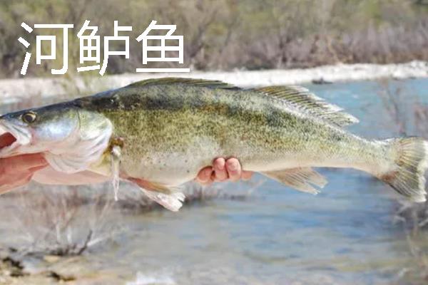 海鲈鱼和河鲈鱼的区别是什么，生存环境和外形均不同