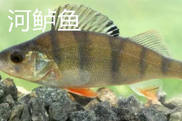 海鲈鱼和河鲈鱼的区别是什么，生存环境和外形均不同