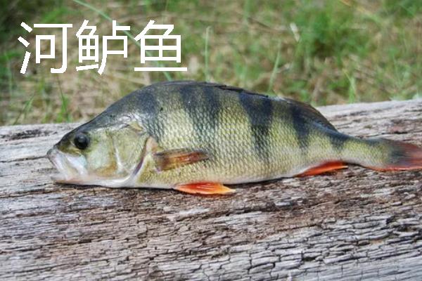 海鲈鱼和河鲈鱼的区别是什么，生存环境和外形均不同