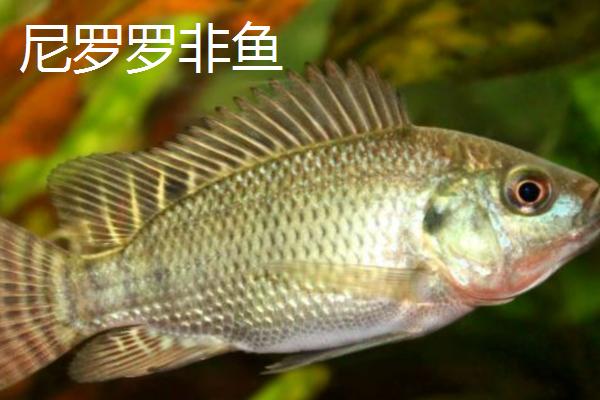 罗非鱼的种类,常见的有尼罗罗非鱼、奥利亚罗非鱼等