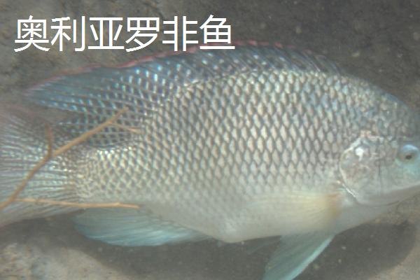 罗非鱼的种类,常见的有尼罗罗非鱼、奥利亚罗非鱼等