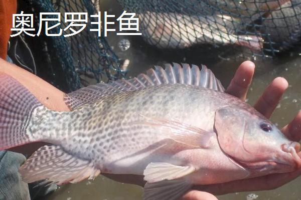 罗非鱼的种类,常见的有尼罗罗非鱼、奥利亚罗非鱼等
