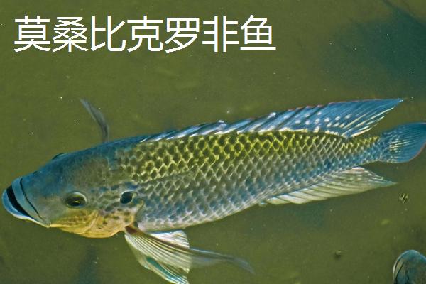 罗非鱼的种类,常见的有尼罗罗非鱼、奥利亚罗非鱼等