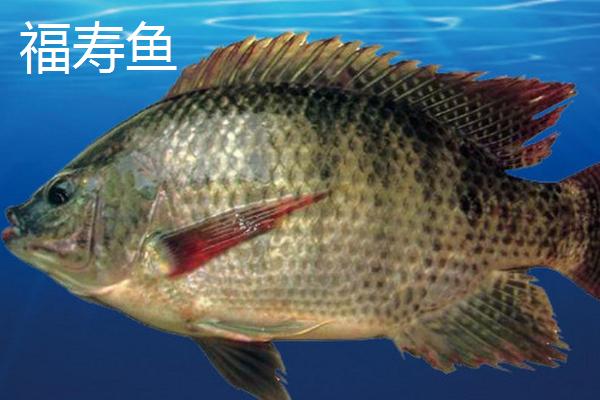 罗非鱼的种类,常见的有尼罗罗非鱼、奥利亚罗非鱼等