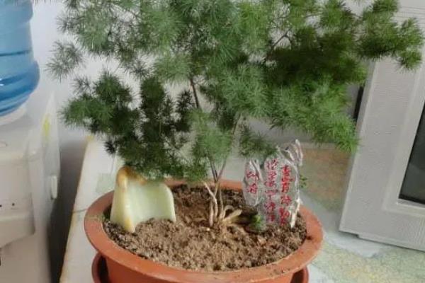 蓬莱松能不能养在卧室中，卧室缺少光照不适合它生长