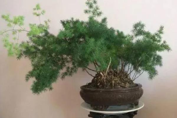 蓬莱松能不能养在卧室中，卧室缺少光照不适合它生长