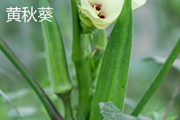 有哪些锦葵科植物,常见的有黄秋葵、扶桑等