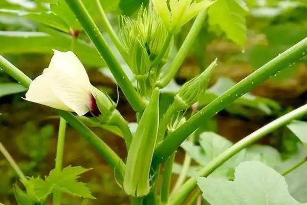 有哪些锦葵科植物,常见的有黄秋葵、扶桑等