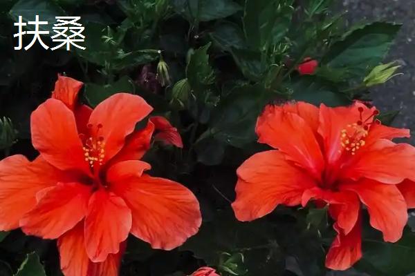 有哪些锦葵科植物,常见的有黄秋葵、扶桑等