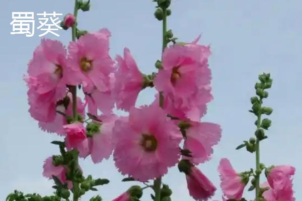 有哪些锦葵科植物,常见的有黄秋葵、扶桑等