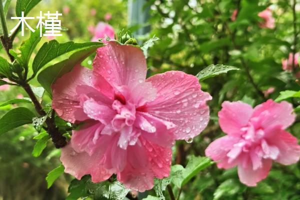 有哪些锦葵科植物,常见的有黄秋葵、扶桑等