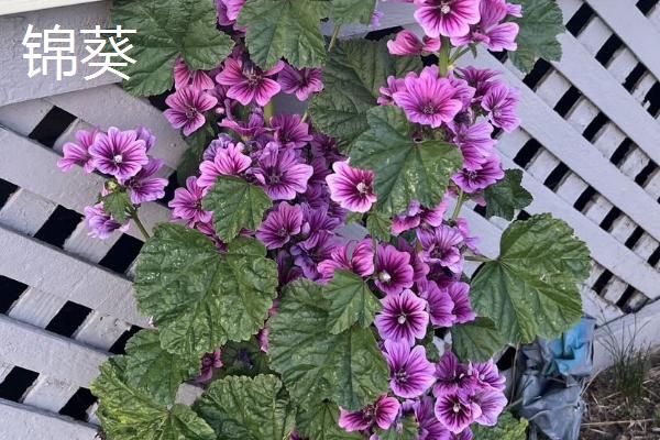 有哪些锦葵科植物,常见的有黄秋葵、扶桑等