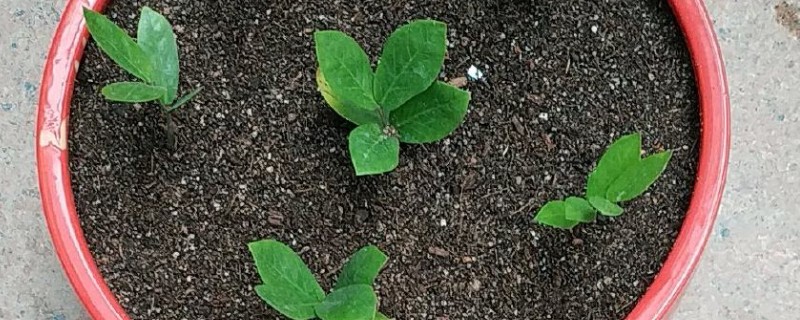 摇钱树的扦插技术，在生长状态好的植株上剪取枝条