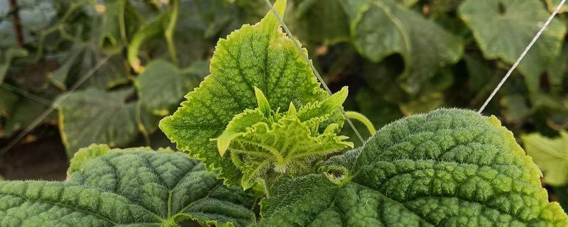 蔬菜叶子发黄的原因，可能是浇水过多所致