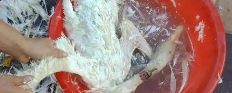 杀鹅快速脱毛的方法，用冷水冲一遍再用沸水烫
