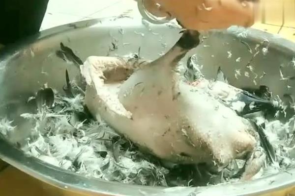 杀鹅快速脱毛的方法，用冷水冲一遍再用沸水烫