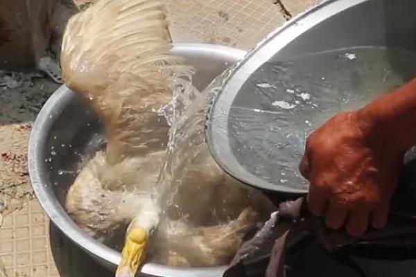 杀鹅快速脱毛的方法，用冷水冲一遍再用沸水烫