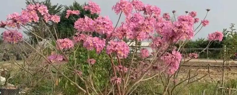 紫花风铃木为什么不开花，缺少养分时无法孕育花朵