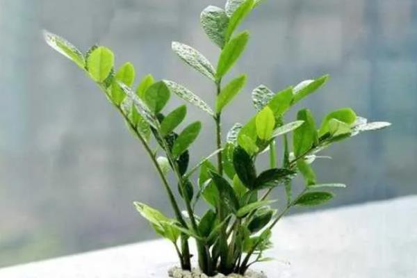摇钱树的扦插技术，在生长状态好的植株上剪取枝条