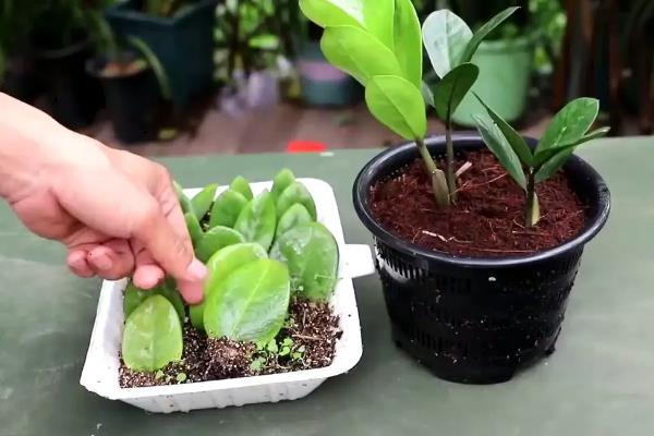 摇钱树的扦插技术，在生长状态好的植株上剪取枝条