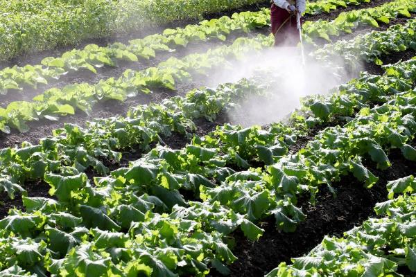 蔬菜叶子发黄的原因，可能是浇水过多所致