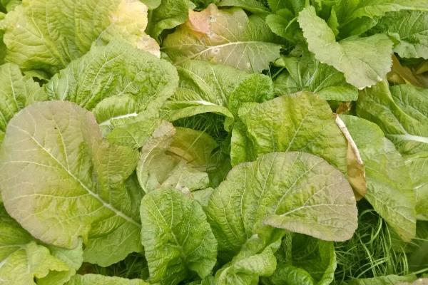 蔬菜叶子发黄的原因，可能是浇水过多所致