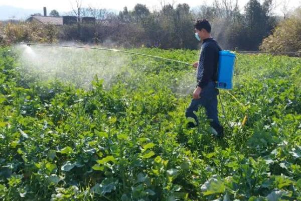 蔬菜叶子发黄的原因，可能是浇水过多所致
