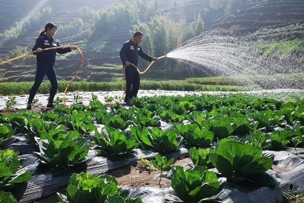 蔬菜叶子发黄的原因，可能是浇水过多所致