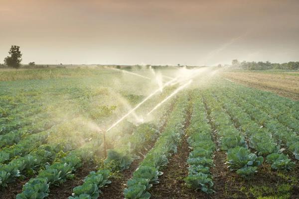 蔬菜叶子发黄的原因，可能是浇水过多所致