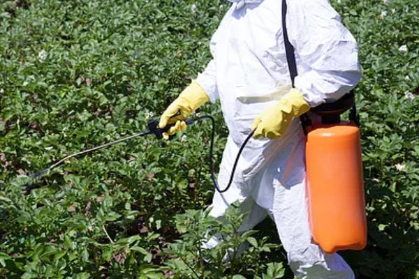 蔬菜叶子发黄的原因，可能是浇水过多所致