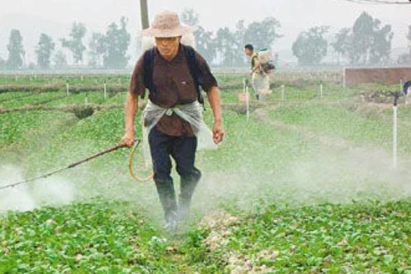 蔬菜叶子发黄的原因，可能是浇水过多所致