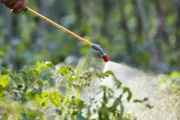 蔬菜叶子发黄的原因，可能是浇水过多所致