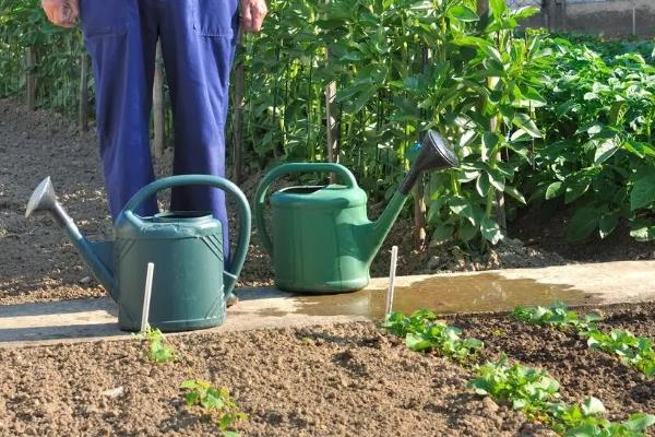 蔬菜叶子发黄的原因，可能是浇水过多所致