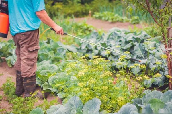 蔬菜叶子发黄的原因，可能是浇水过多所致