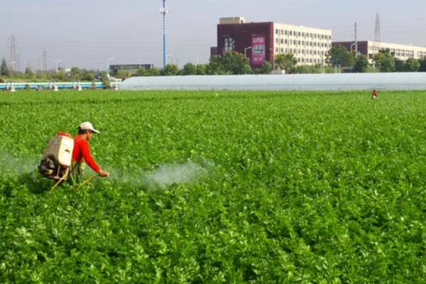蔬菜叶子发黄的原因，可能是浇水过多所致